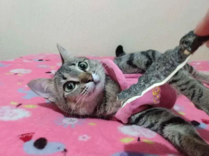 Gato ra a SRD idade 2 a 6 meses nome Filhotinha p. Adoção