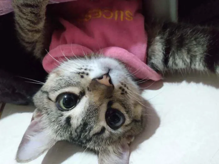 Gato ra a SRD idade 2 a 6 meses nome Filhotinha p. Adoção