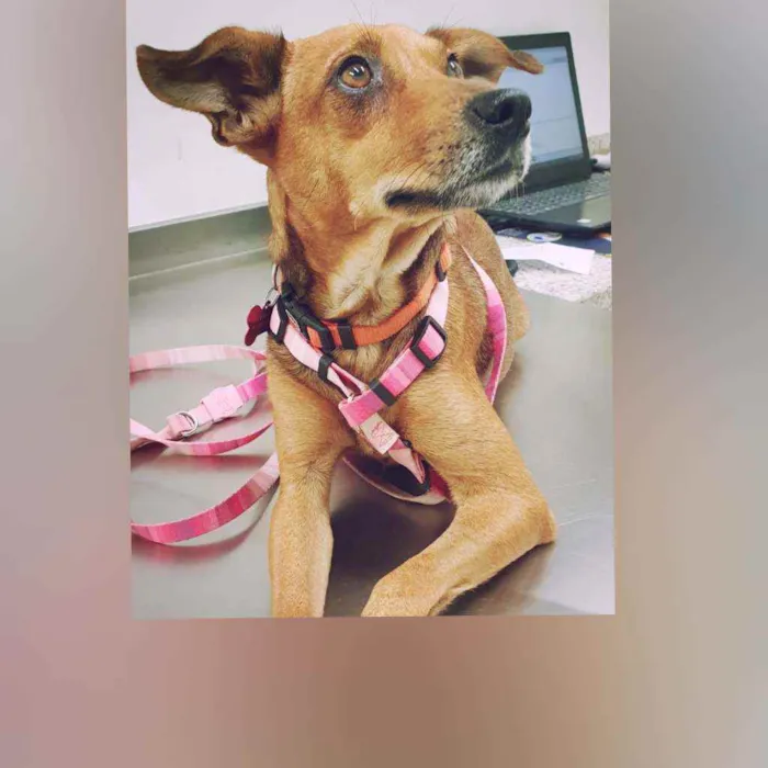 Cachorro raça Sem raça definida  idade  nome Juju