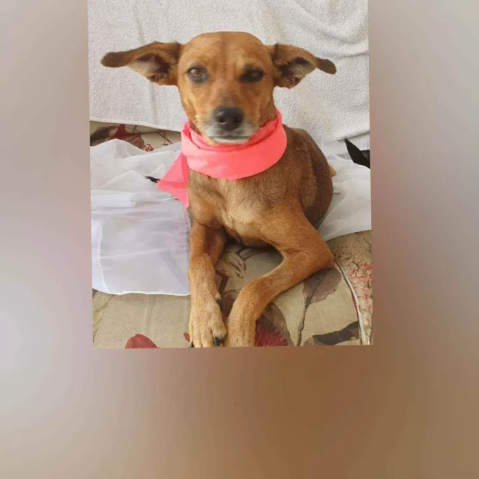 Cachorro raça Sem raça definida  idade  nome Juju