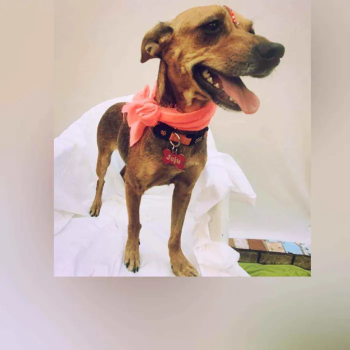 Cachorro raça Sem raça definida  idade  nome Juju