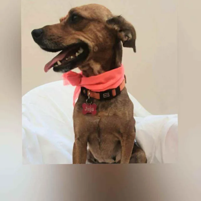 Cachorro raça Sem raça definida  idade  nome Juju