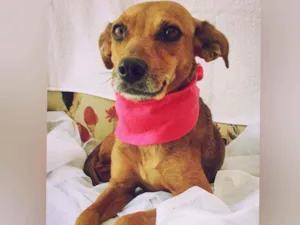 Cachorro raça Sem raça definida  idade  nome Juju
