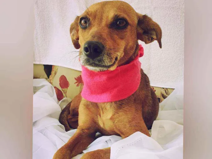 Cachorro raça Sem raça definida  idade  nome Juju