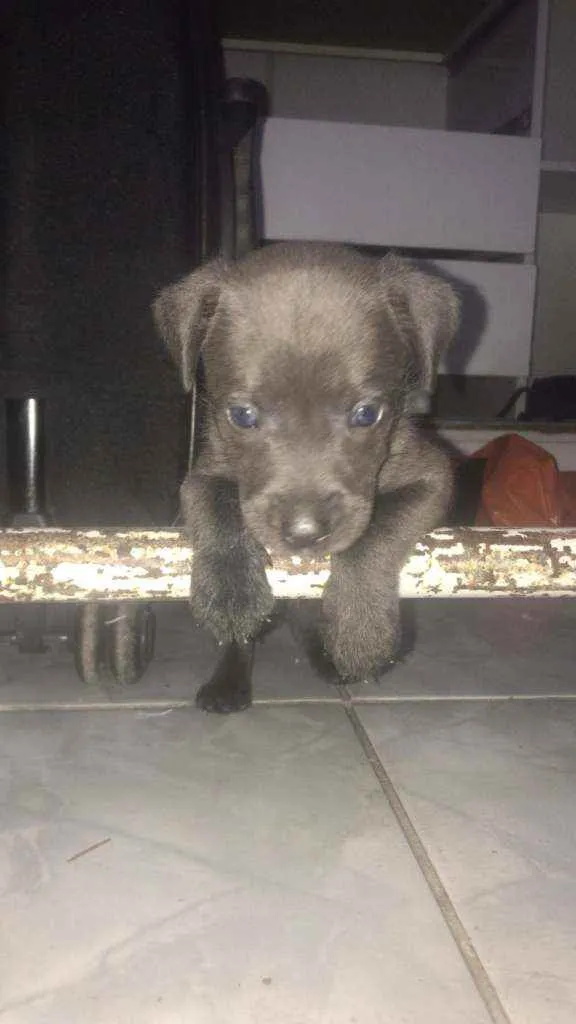 Cachorro ra a SRD idade Abaixo de 2 meses nome Téo 