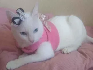 Gato raça SRD idade 2 a 6 meses nome Filhota para Adoção