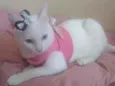 Filhota para Adoção