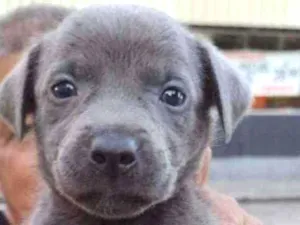 Cachorro raça SRD idade Abaixo de 2 meses nome Téo 