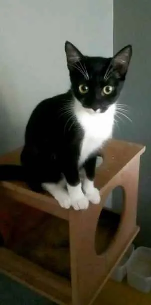 Gato raça Srd idade 2 a 6 meses nome ** Lika **