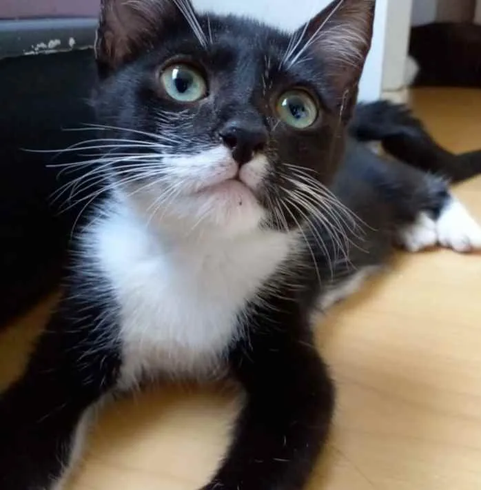 Gato raça Srd idade 2 a 6 meses nome ** Lika **