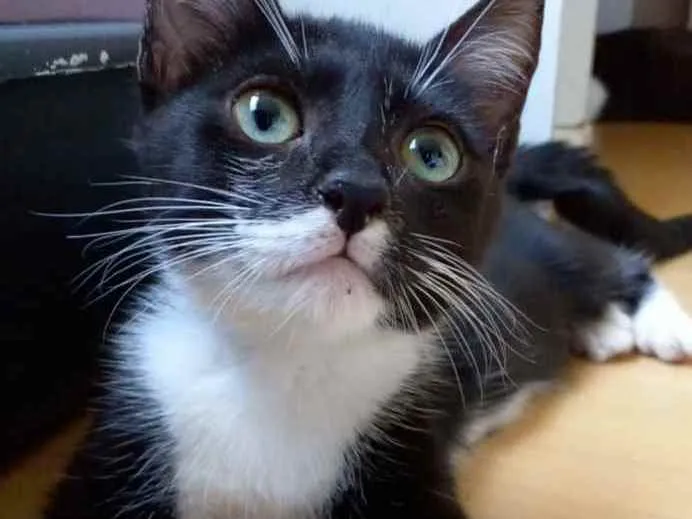 Gato raça Srd idade 2 a 6 meses nome ** Lika **