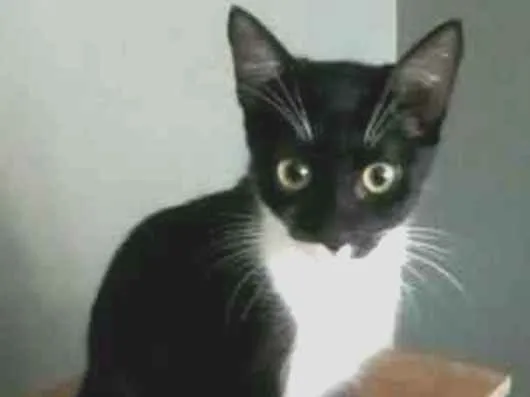 Gato raça Srd idade 2 a 6 meses nome ** Lika **