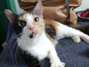Gato raça srd tricolor idade 7 a 11 meses nome ** C.E.C.I  **