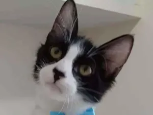 Gato raça srd frajolinha  idade 2 a 6 meses nome * EMILINHO *