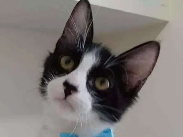 Gato raça srd frajolinha  idade 2 a 6 meses nome * EMILINHO *