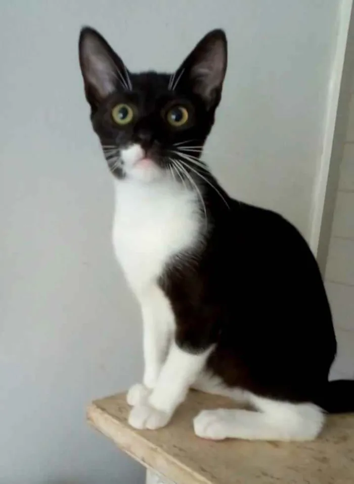 Gato ra a Srd idade 2 a 6 meses nome $ LORD $