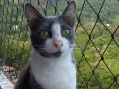 Gato ra a Srd idade 2 anos nome Aysha