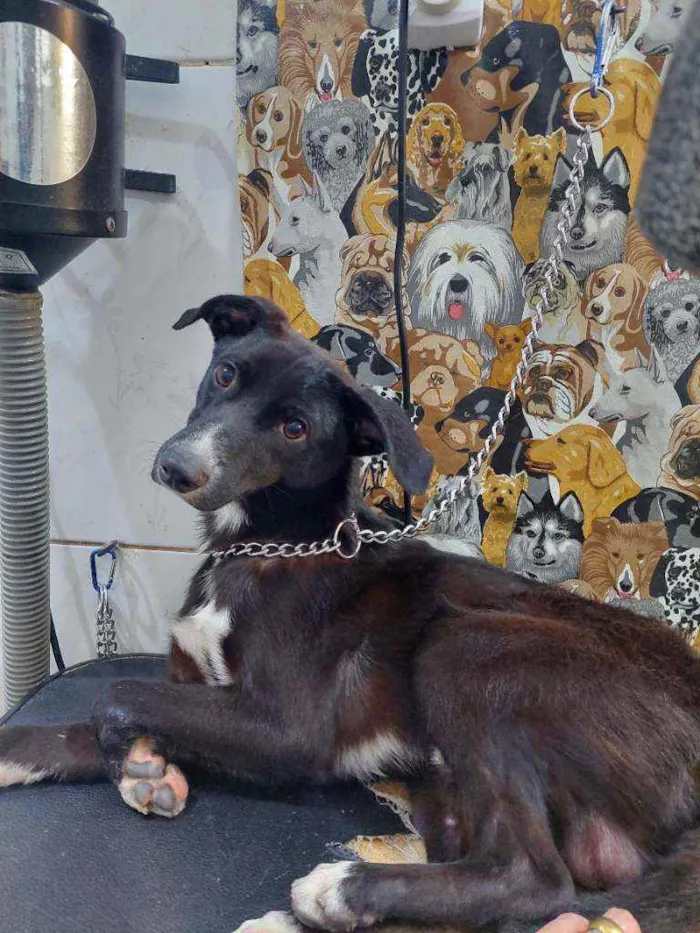 Cachorro raça Vira lata  idade 1 ano nome Neguinho