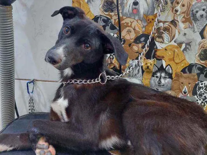 Cachorro raça Vira lata  idade 1 ano nome Neguinho