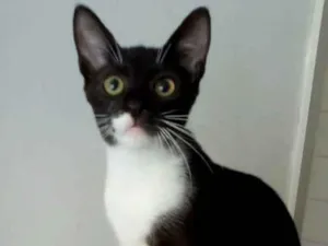 Gato raça Srd idade 2 a 6 meses nome $ LORD $