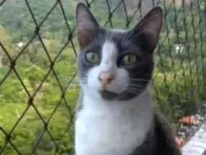 Gato raça Srd idade 2 anos nome Aysha