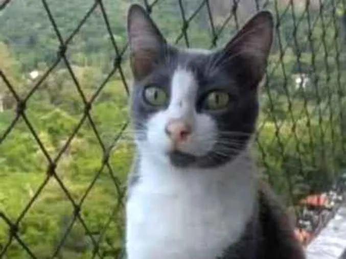 Gato ra a Srd idade 2 anos nome Aysha