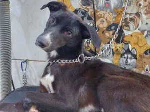 Cachorro raça Vira lata  idade 1 ano nome Neguinho