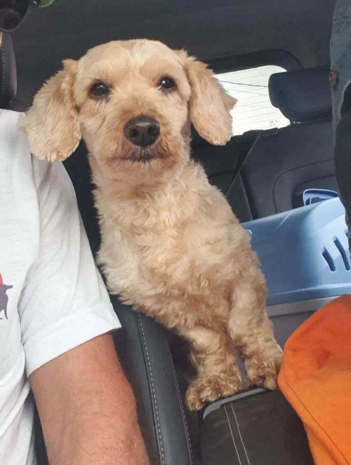 Cachorro raça Srd idade 3 anos nome Léo