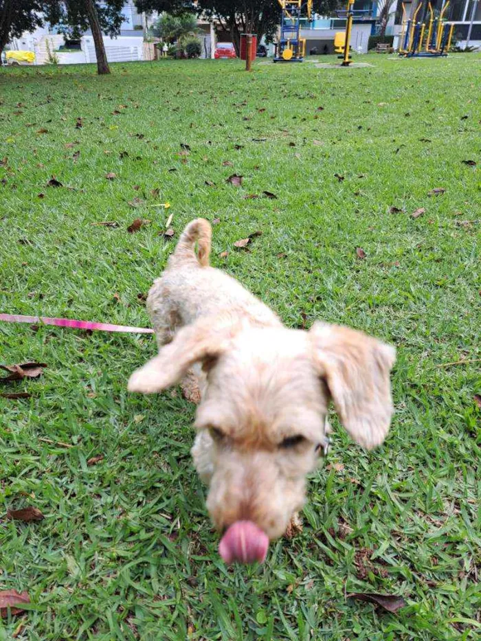 Cachorro raça Srd idade 3 anos nome Léo