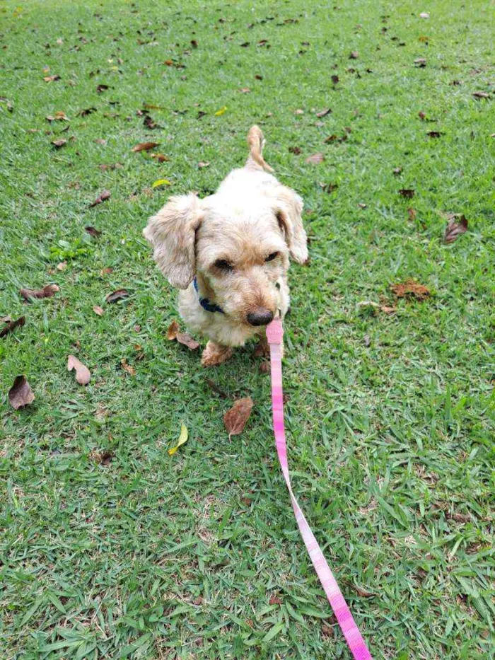 Cachorro raça Srd idade 3 anos nome Léo