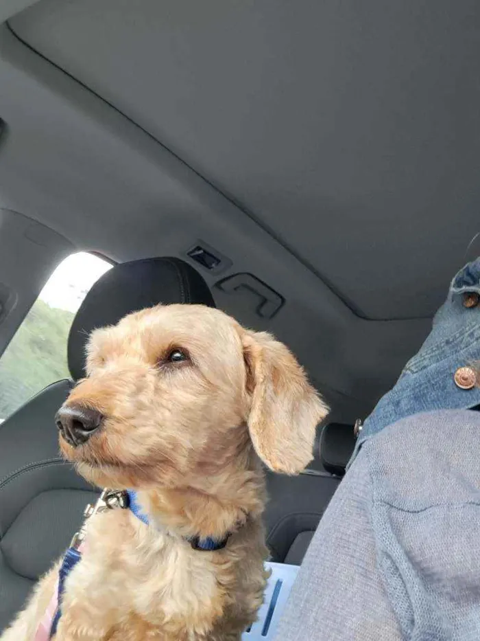 Cachorro raça Srd idade 3 anos nome Léo