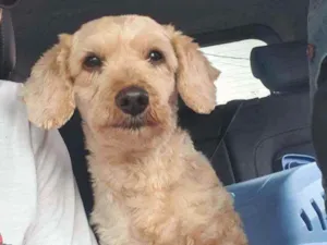 Cachorro raça Srd idade 3 anos nome Léo