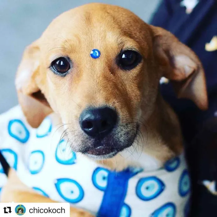 Cachorro ra a  idade 1 ano nome Não sei 