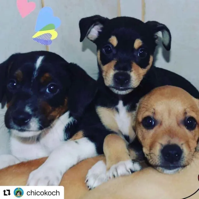 Cachorro ra a  idade 1 ano nome Não sei 