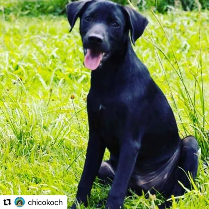 Cachorro ra a  idade 1 ano nome Não sei 