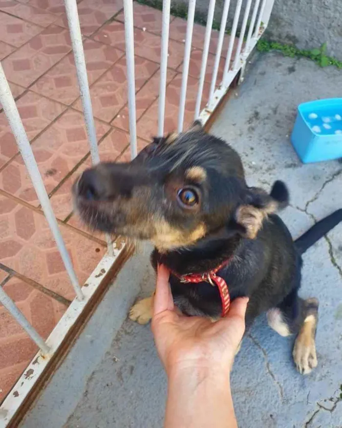 Cachorro ra a  idade 1 ano nome Não sei 