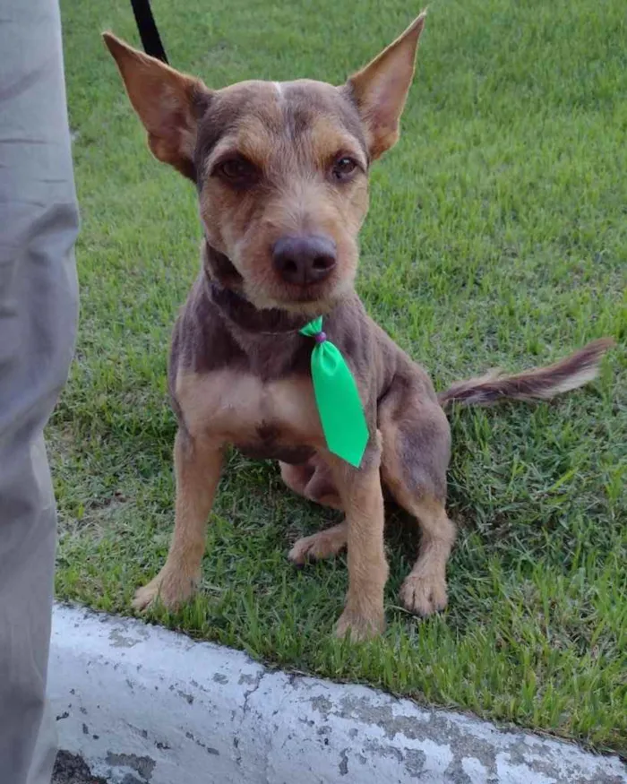 Cachorro ra a  idade 1 ano nome Não sei 