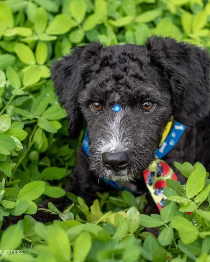 Cachorro ra a  idade 1 ano nome Não sei 