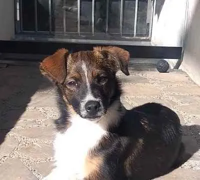 Cachorro ra a  idade 1 ano nome Não sei 