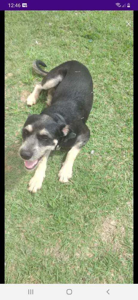 Cachorro raça Mixto idade 7 a 11 meses nome Bob
