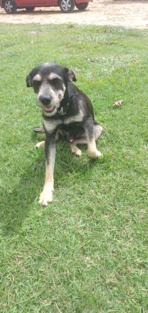 Cachorro raça Mixto idade 7 a 11 meses nome Bob