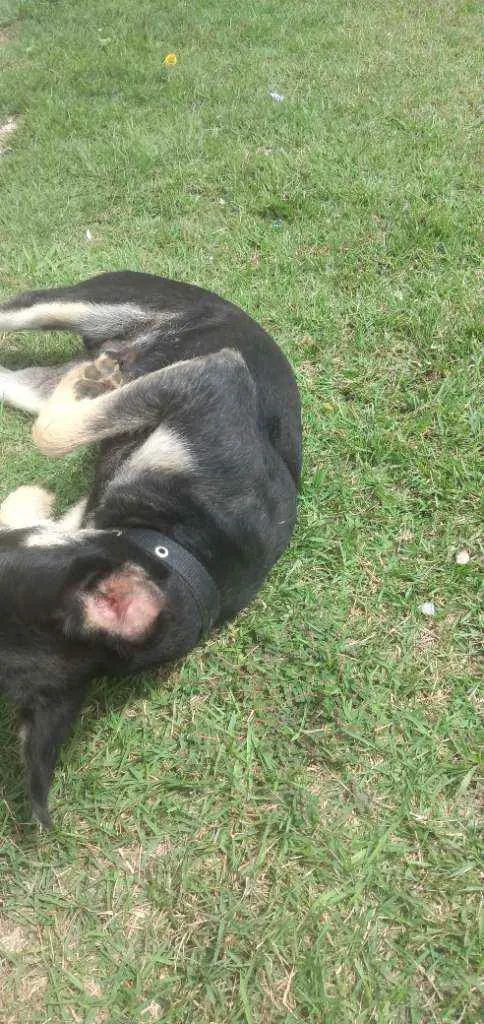 Cachorro raça Mixto idade 7 a 11 meses nome Bob