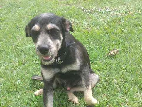 Cachorro raça Mixto idade 7 a 11 meses nome Bob