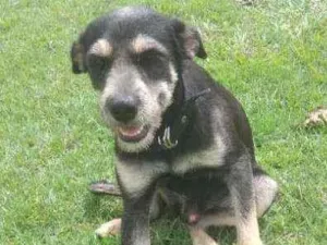 Cachorro raça Mixto idade 7 a 11 meses nome Bob