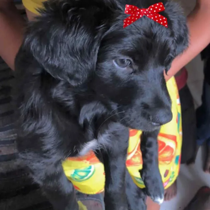 Cachorro ra a Mestiça  idade 2 a 6 meses nome Sofia 
