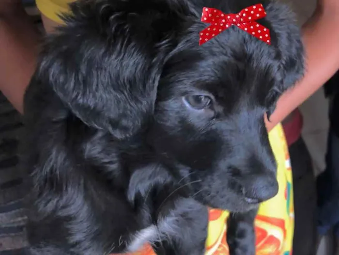 Cachorro ra a Mestiça  idade 2 a 6 meses nome Sofia 