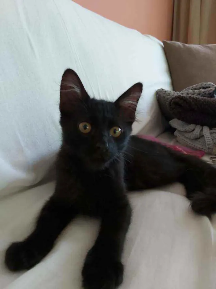 Gato ra a Srd idade 2 a 6 meses nome * BAGUERA *