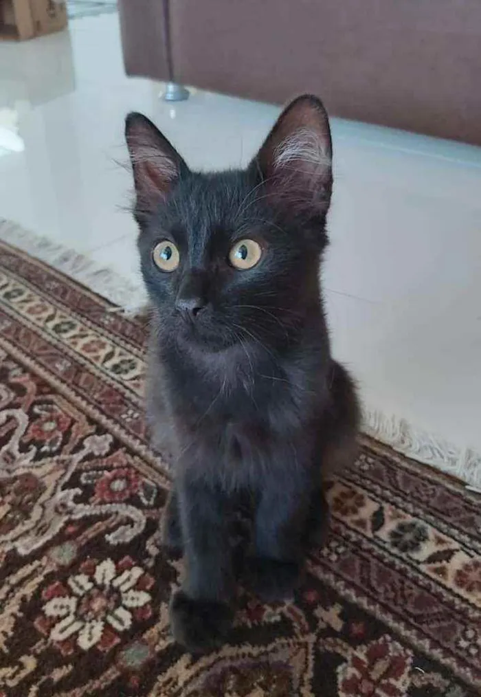 Gato ra a Srd idade 2 a 6 meses nome * BAGUERA *