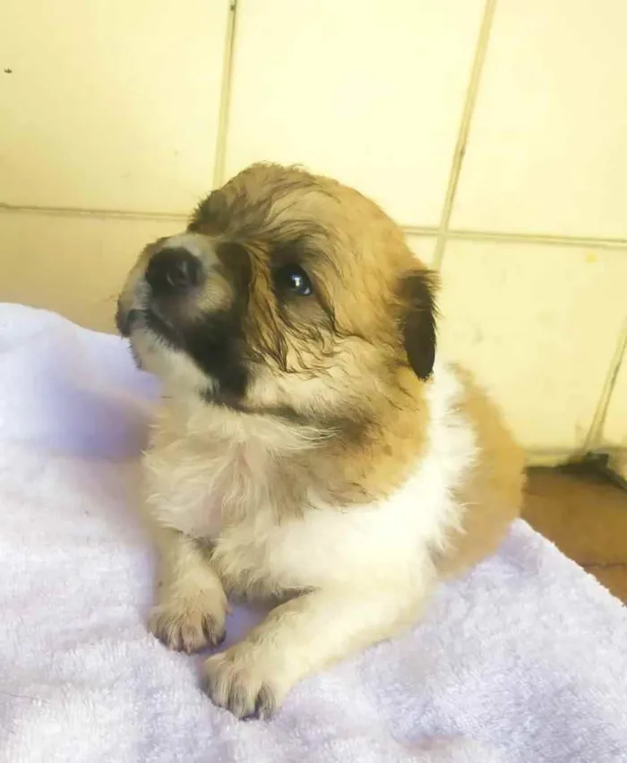 Cachorro raça Srd idade Abaixo de 2 meses nome Sem nome