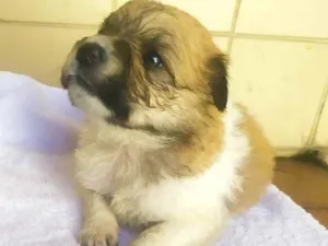 Cachorro raça Srd idade Abaixo de 2 meses nome Sem nome